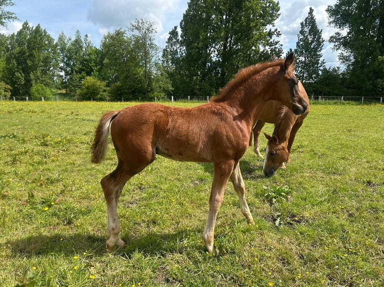 Hannoveraner Hengst  Dunkelfuchs in Neuenkirchen