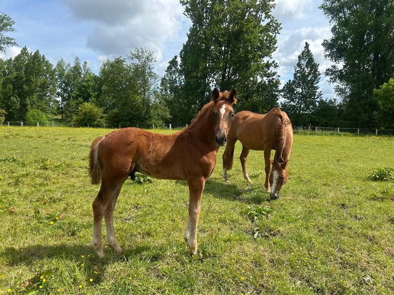 Hannoveraner Hengst  Dunkelfuchs in Neuenkirchen