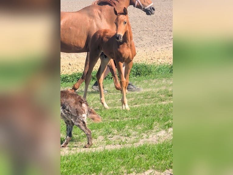 Hannoveraner Hengst  Dunkelfuchs in Südbrookmerland Victorbur