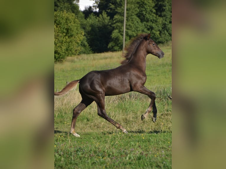 Hannoveraner Hengst Fohlen (03/2025) Dunkelfuchs in Bergisch Gladbach
