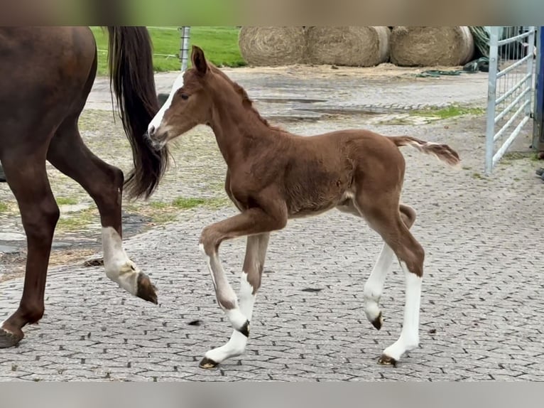 Hannoveraner Hengst  Dunkelfuchs in Vechta