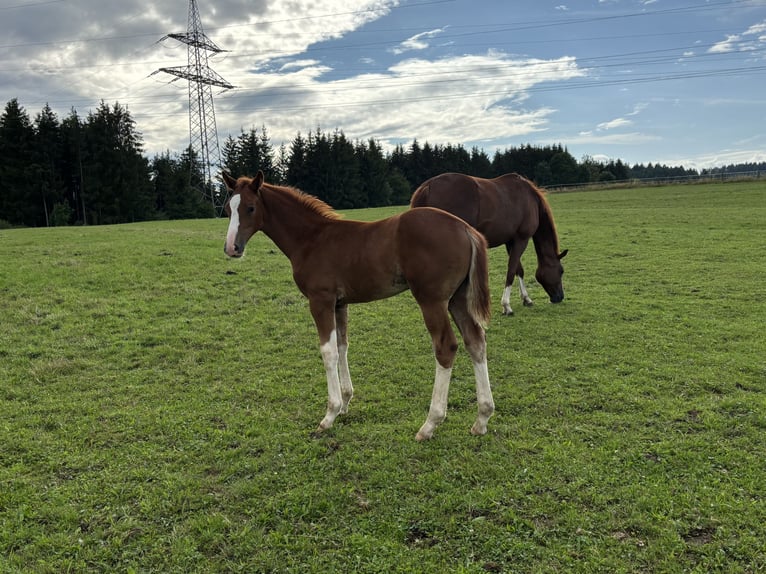 Hannoveraner Hengst Fohlen (05/2025) Fuchs in Balingen