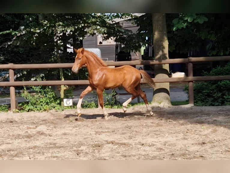 Hannoveraner Hengst  Fuchs in Cuxhaven