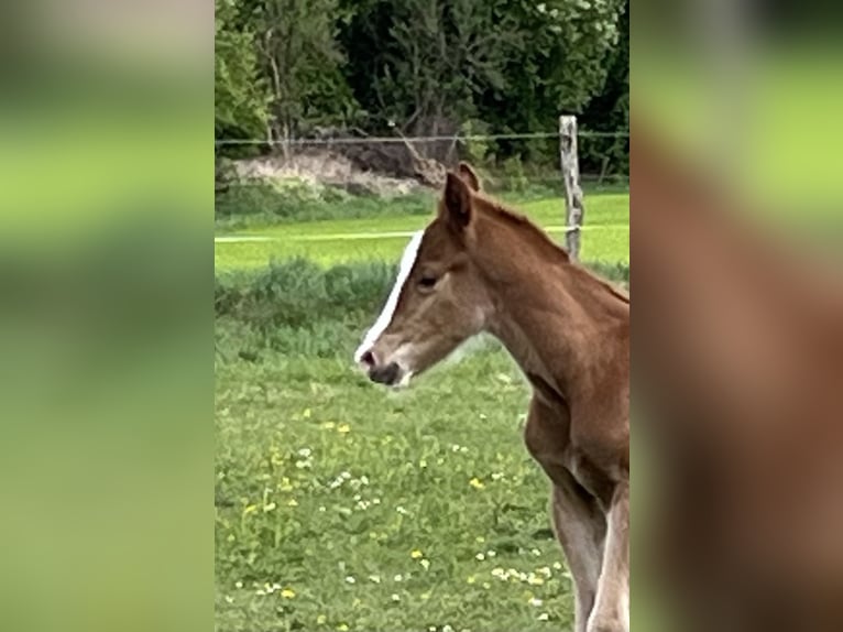 Hannoveraner Hengst  Fuchs in Ettringen