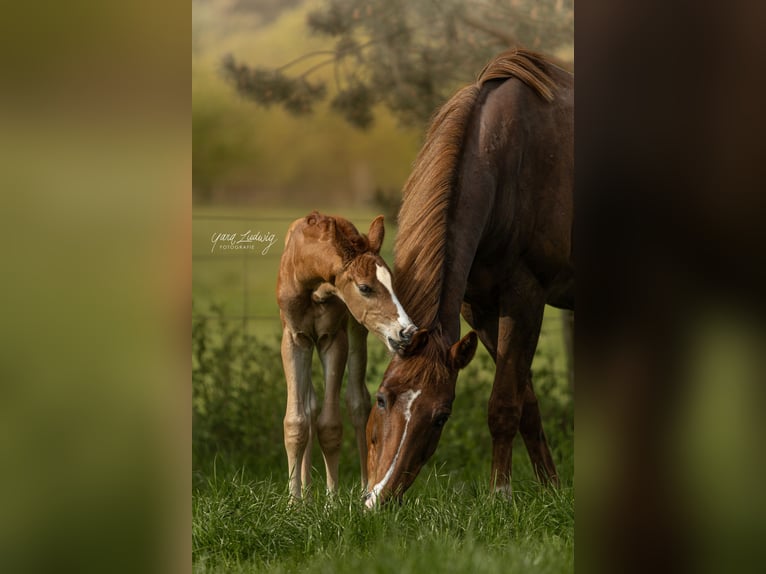 Hannoveraner Hengst Fohlen (04/2025) Fuchs in G&#xF6;denstorf