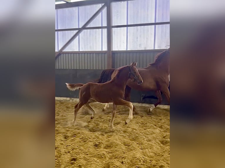 Hannoveraner Hengst  Fuchs in Melle