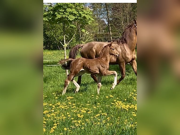 Hannoveraner Hengst  Fuchs in Melle