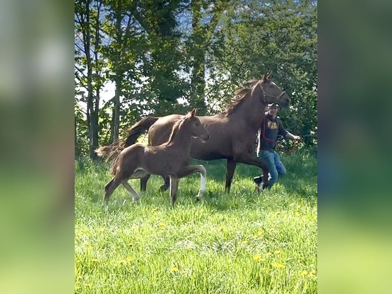Hannoveraner Hengst  Fuchs in Melle