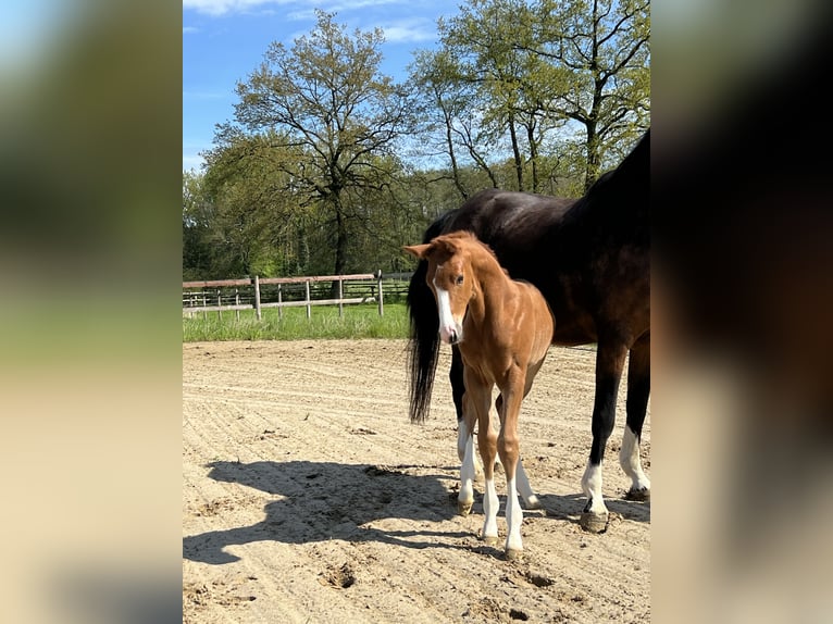 Hannoveraner Hengst Fohlen (04/2024) Fuchs in Regesbostel