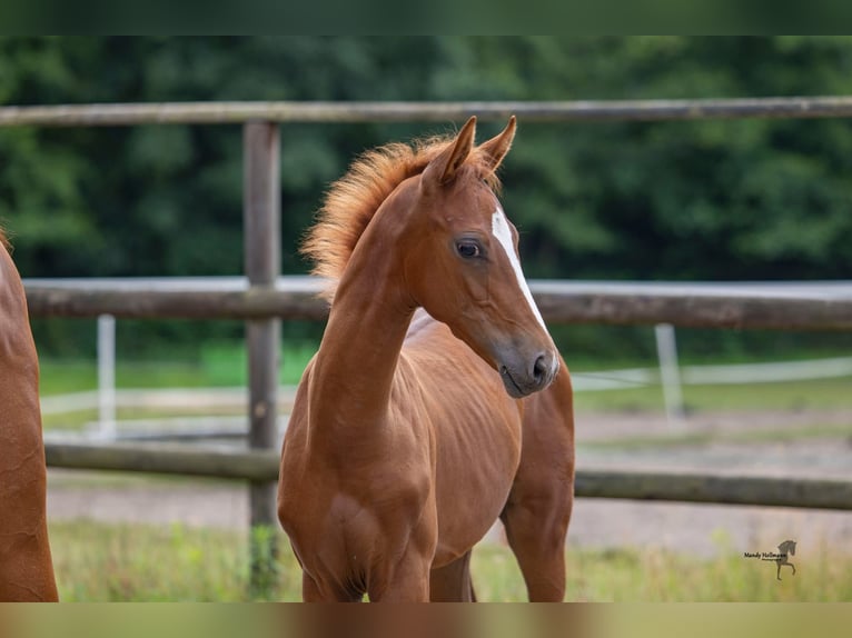 Hannoveraner Hengst Fohlen (03/2026) Fuchs in Falkenberg