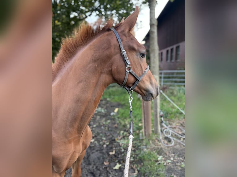 Hannoveraner Hengst Fohlen (05/2025) Fuchs in Wurster Nordseek&#xFC;ste