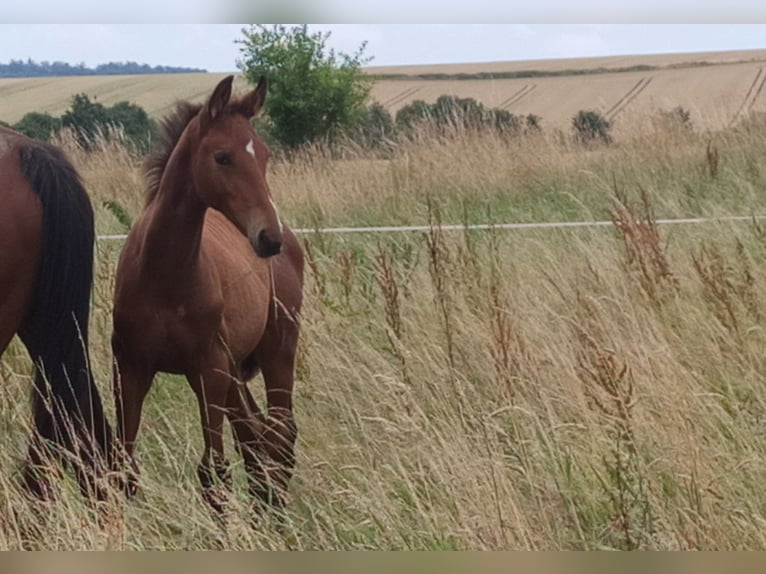 Hannoveraner Hengst  Hellbrauner in Gleichen