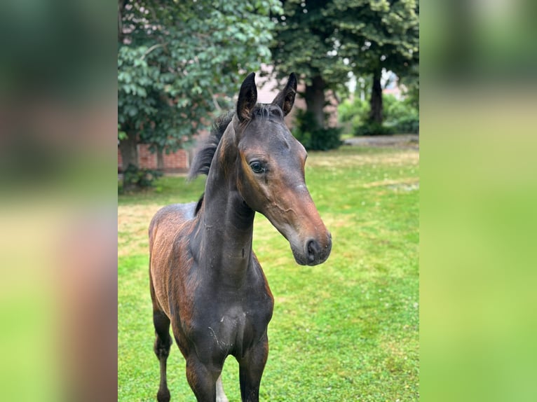 Hannoveraner Hengst  Kann Schimmel werden in Petershagen