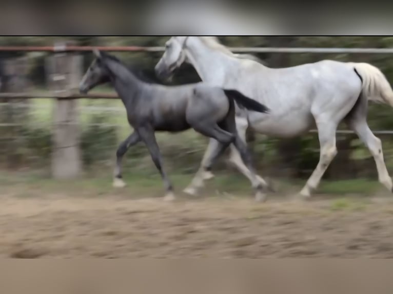 Hannoveraner Hengst Fohlen (04/2025) Kann Schimmel werden in Zobbenitz