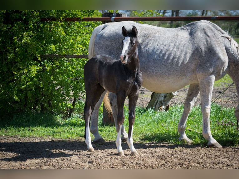 Hannoveraner Hengst Fohlen (03/2026) Kann Schimmel werden in Zobbenitz