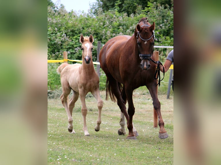 Hannoveraner Hengst Fohlen (05/2026) Palomino in Hohenhameln