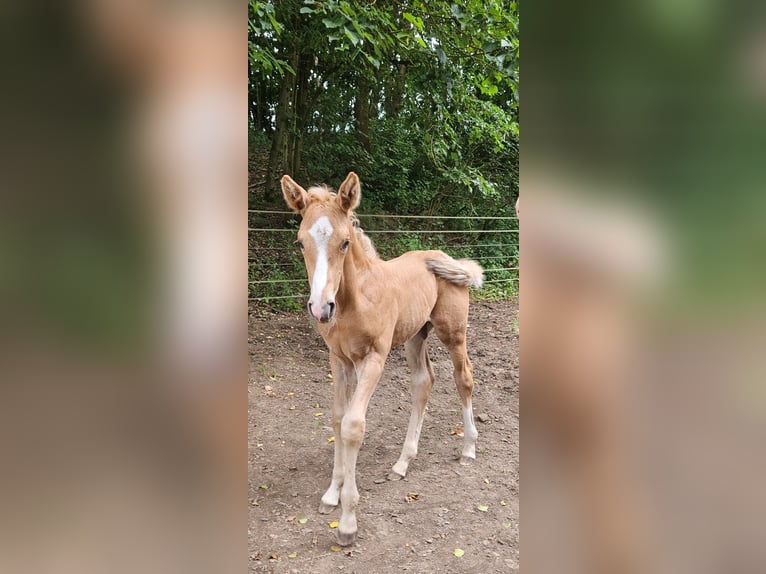 Hannoveraner Hengst Fohlen (06/2025) Palomino in Fulda
