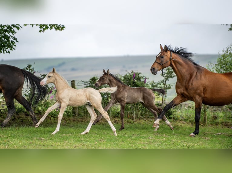 Hannoveraner Mix Hengst Fohlen (06/2024) Palomino in Derbyshire