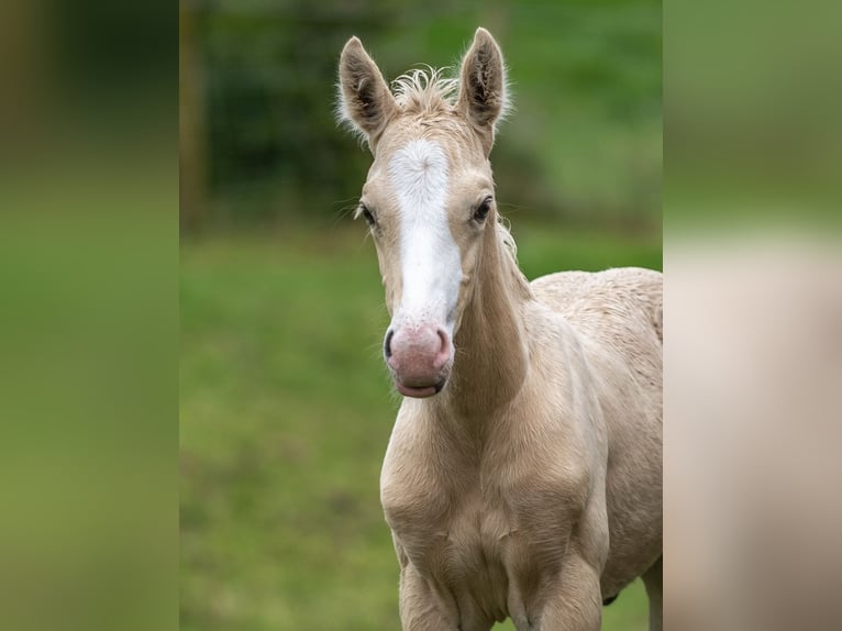 Hannoveraner Mix Hengst Fohlen (06/2024) Palomino in Derbyshire