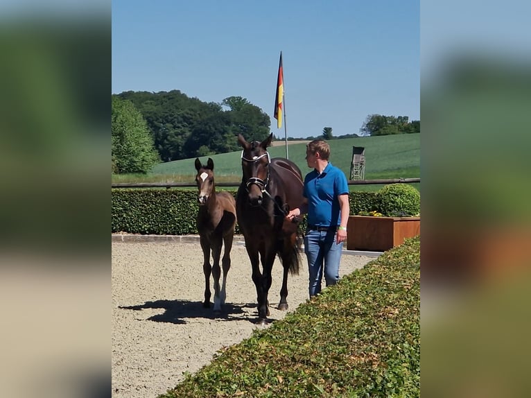 Hannoveraner Hengst Fohlen (01/2026) Rappe in Blender