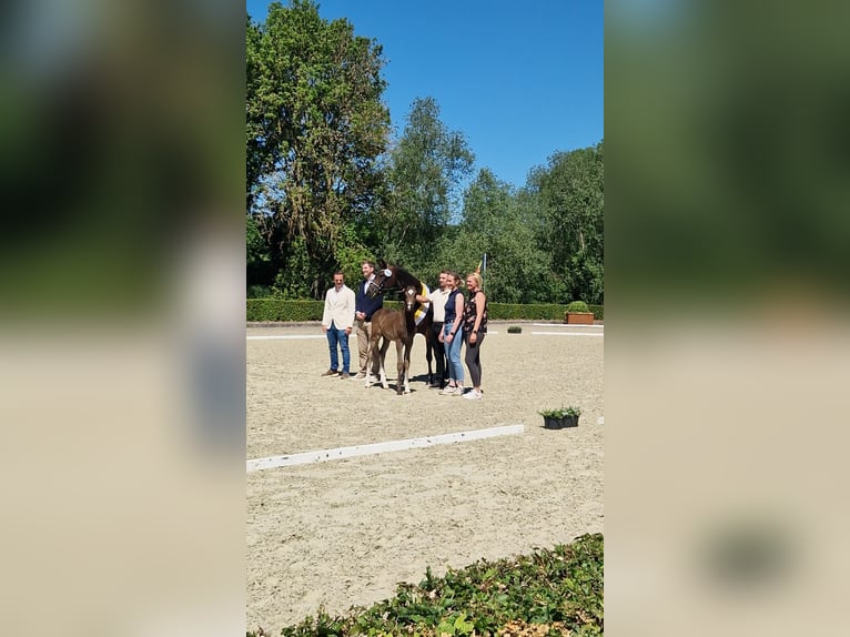 Hannoveraner Hengst Fohlen (04/2026) Rappe in Blender
