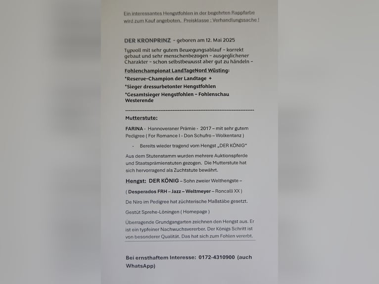 Hannoveraner Hengst Fohlen (05/2025) Rappe in Dornumersiel