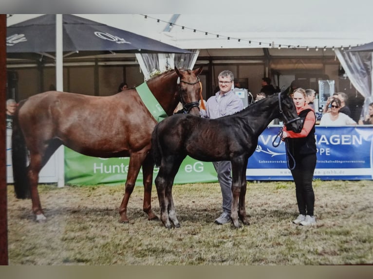 Hannoveraner Hengst Fohlen (05/2025) Rappe in Dornumersiel