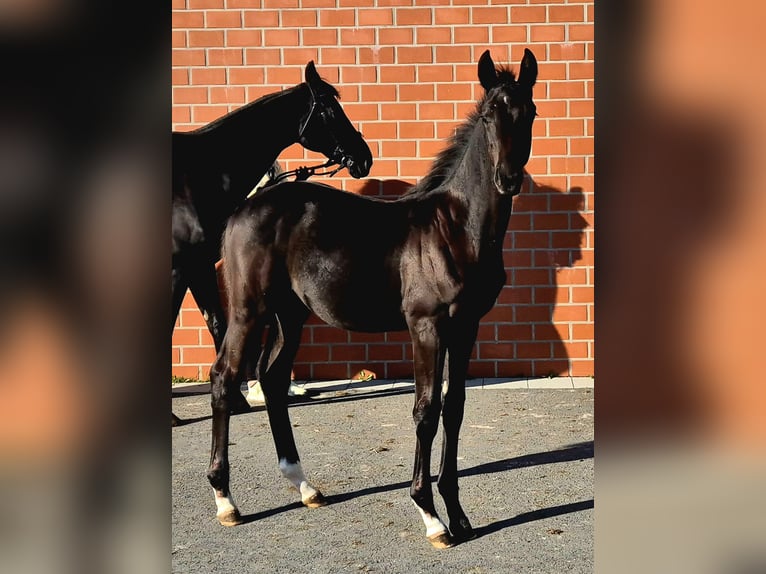 Hannoveraner Hengst Fohlen (05/2025) Rappe in Ochtersum