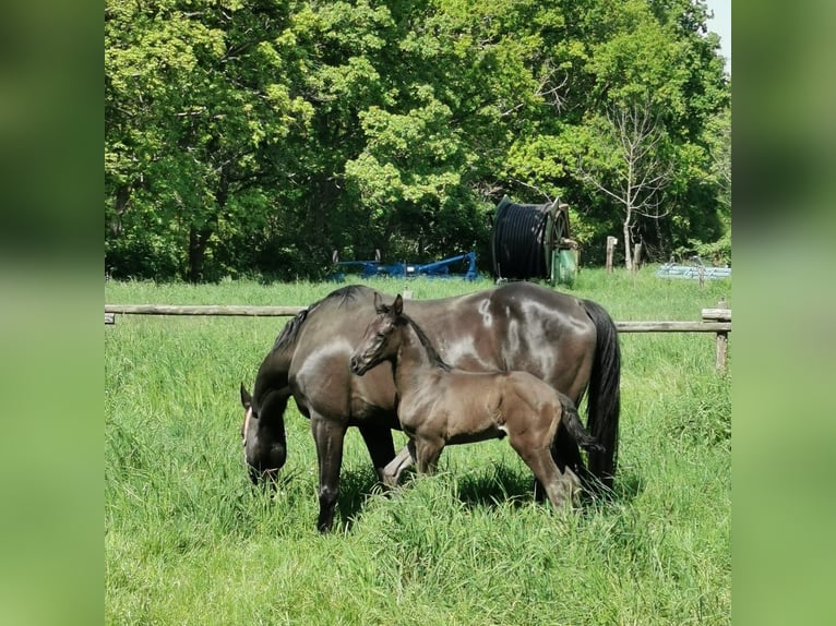 Hannoveraner Hengst  Rappe in Goslar Goslar