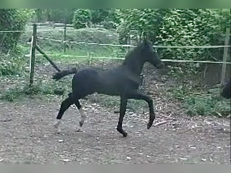 Hannoveraner Hengst Fohlen (04/2026) Rappe in Himmelpforten