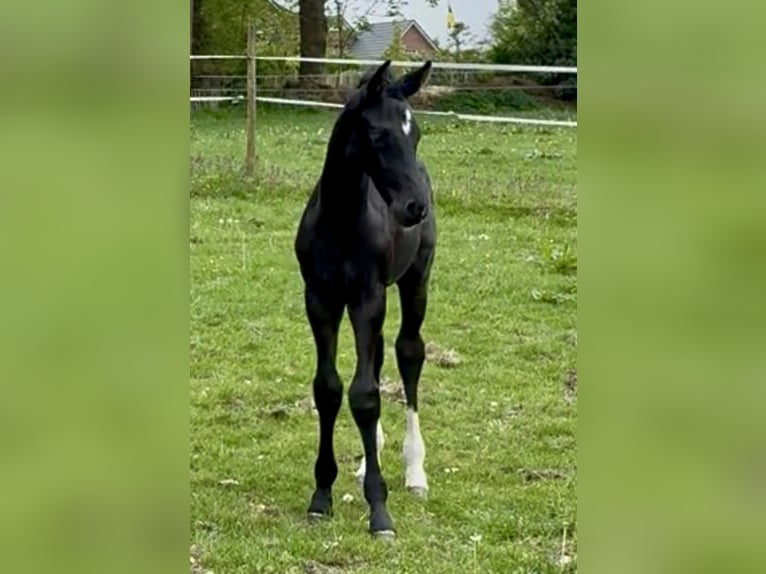 Hannoveraner Hengst Fohlen (04/2026) Rappe in Himmelpforten