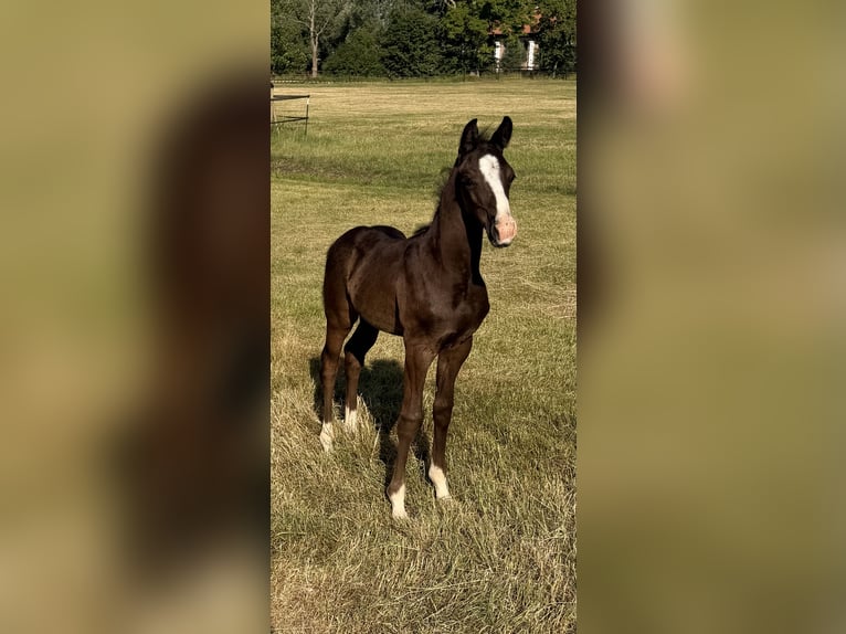 Hannoveraner Hengst Fohlen (05/2026) Rappe in Jerrishoe