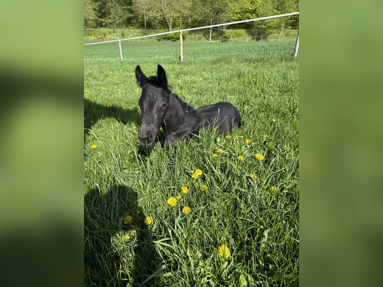 Hannoveraner Hengst  Rappe in Kirchn&#xFC;chelKirchn&#xFC;chel