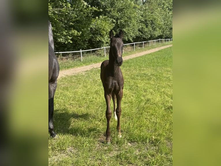 Hannoveraner Hengst  Rappe in Kirchn&#xFC;chelKirchn&#xFC;chel