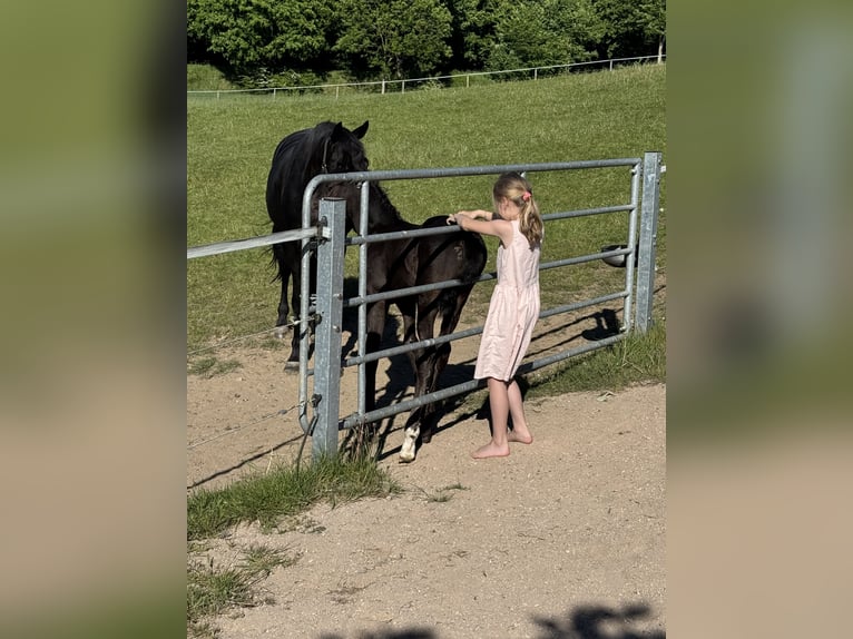 Hannoveraner Hengst  Rappe in Kirchn&#xFC;chelKirchn&#xFC;chel