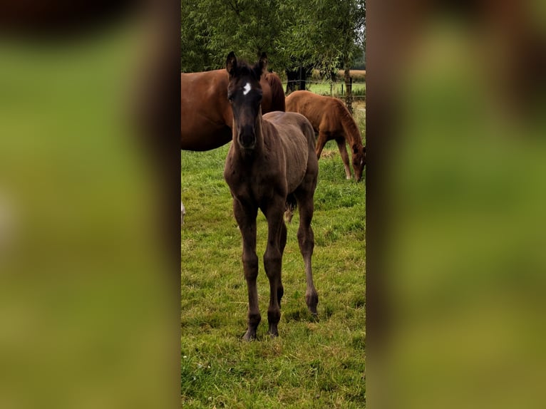 Hannoveraner Hengst Fohlen (04/2026) Rappe in Lauenhagen