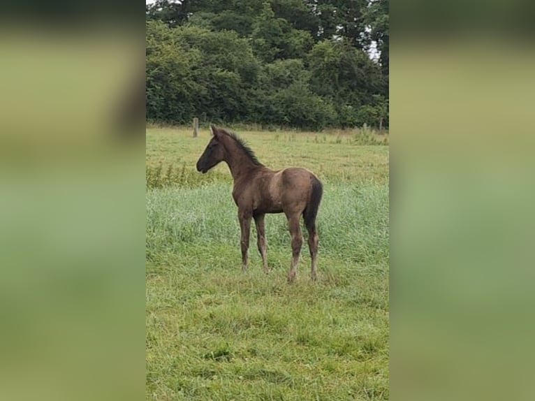 Hannoveraner Hengst Fohlen (04/2026) Rappe in Lauenhagen