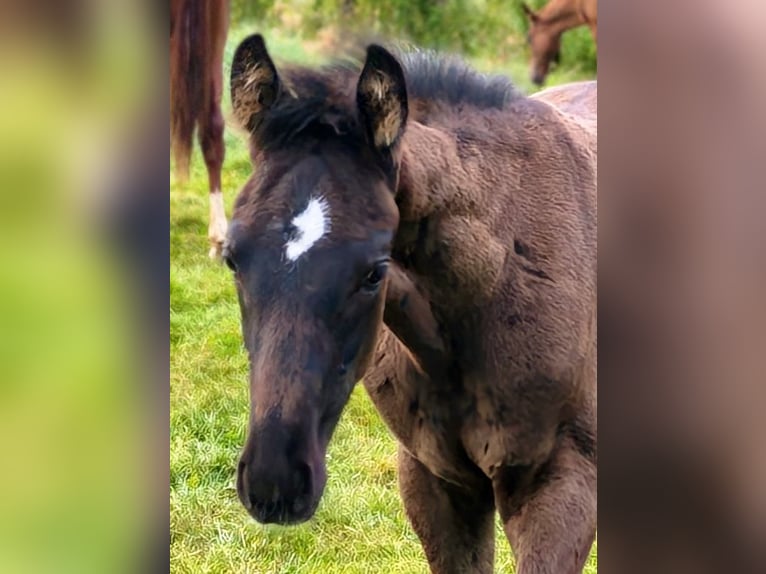 Hannoveraner Hengst Fohlen (04/2026) Rappe in Lauenhagen