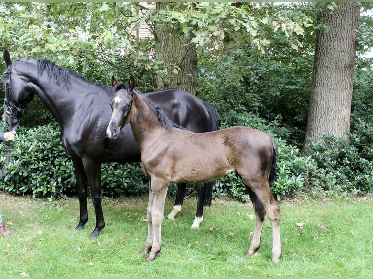 Hannoveraner Hengst Fohlen (05/2025) Rappe in Lindern (Oldenburg)