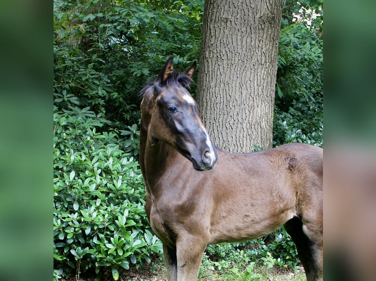 Hannoveraner Hengst Fohlen (05/2025) Rappe in Lindern (Oldenburg)