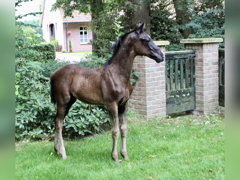 Hannoveraner Hengst Fohlen (05/2025) Rappe in Lindern (Oldenburg)