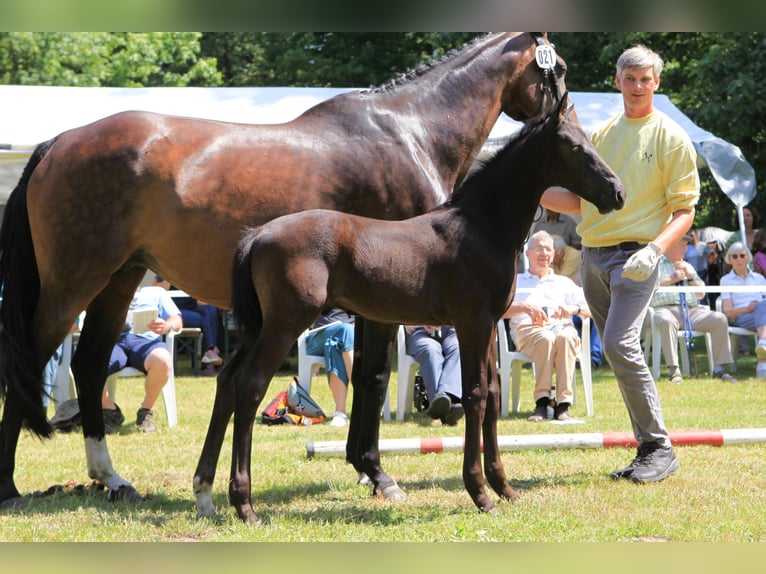 Hannoveraner Hengst Fohlen (05/2024) Rappe in Lüchow