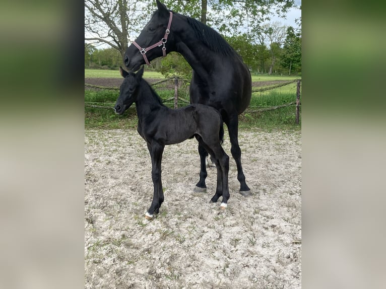Hannoveraner Hengst Fohlen (05/2026) Rappe in Friedeburg