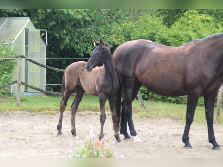 Hannoveraner Hengst Fohlen (05/2026) Rappe in Friedeburg