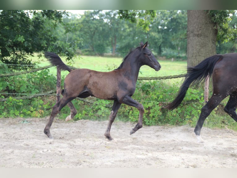 Hannoveraner Hengst Fohlen (05/2026) Rappe in Friedeburg