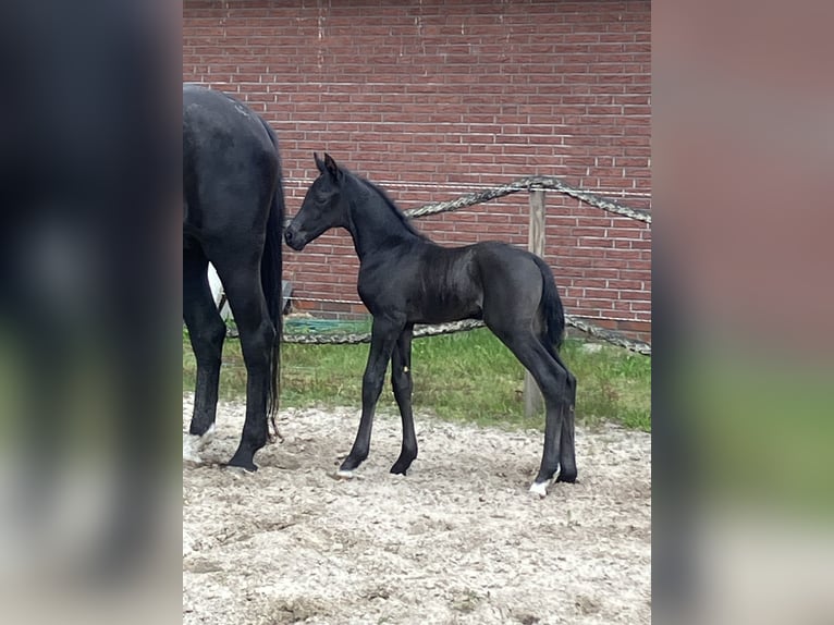Hannoveraner Hengst Fohlen (05/2026) Rappe in Friedeburg