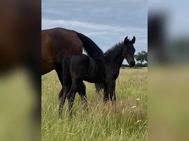 Hannoveraner Hengst Fohlen (06/2025) Rappe in Grethem