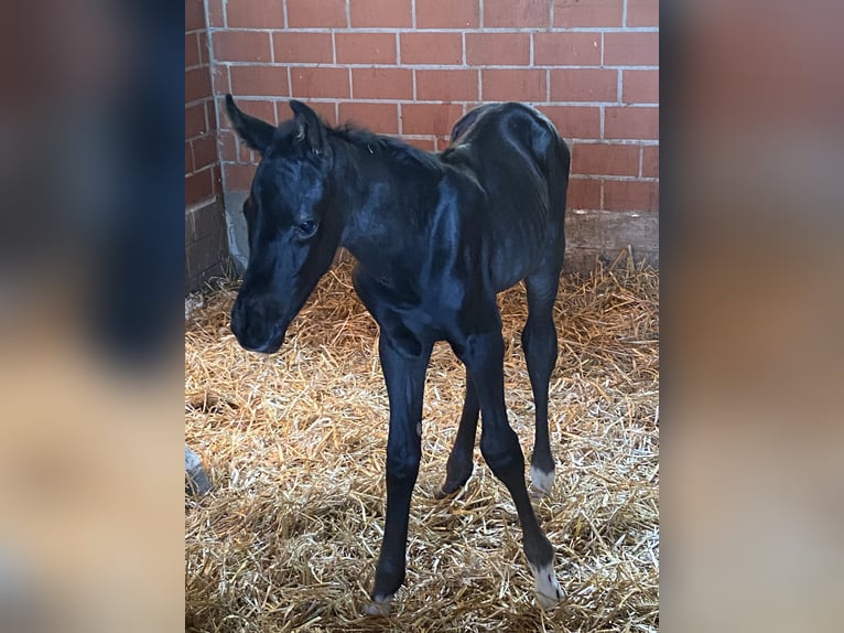 Hannoveraner Hengst Fohlen (06/2025) Rappe in Grethem