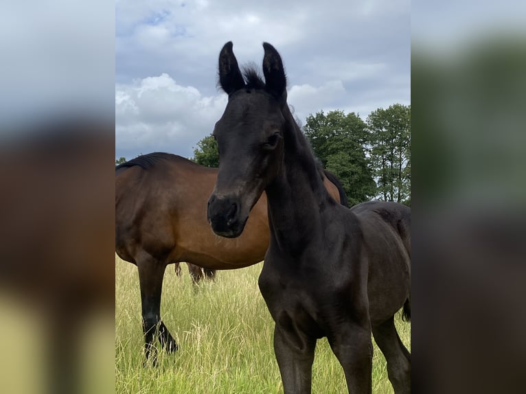 Hannoveraner Hengst Fohlen (06/2025) Rappe in Grethem