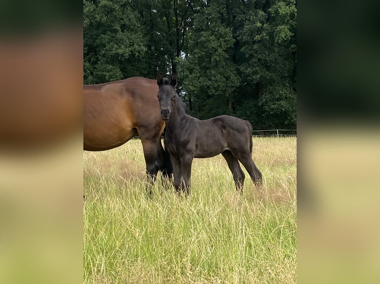 Hannoveraner Hengst Fohlen (06/2025) Rappe in Grethem